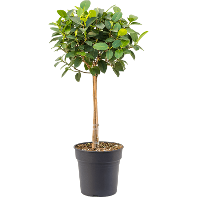Растение горшечное Фикус/Ficus rubiginosa 'Australis'