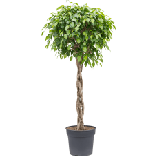 Ficus benjamina