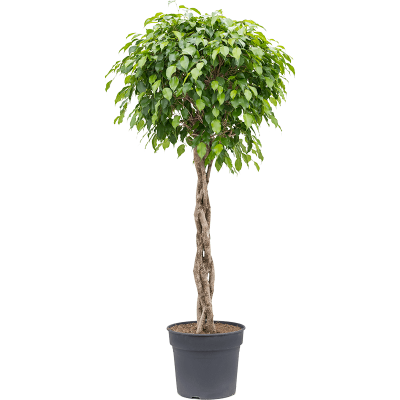 Растение горшечное Фикус/Ficus benjamina