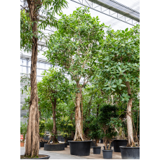 Ficus benghalensis