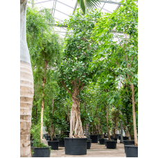 Ficus benghalensis