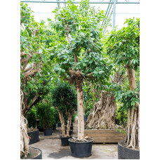 Ficus benghalensis