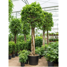 Ficus benjamina columnar