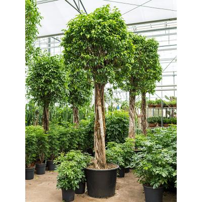 Растение горшечное Фикус/Ficus benjamina columnar