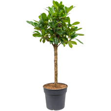 Ficus cyathistipula