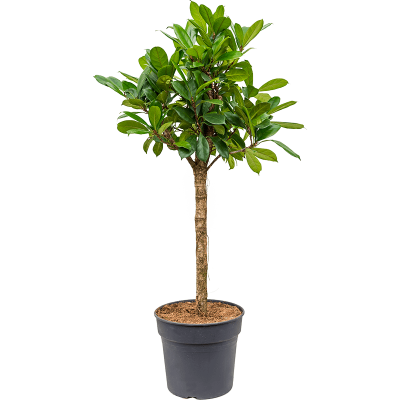 Растение горшечное Фикус/Ficus cyathistipula