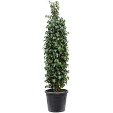 Ficus benjamina 'Danielle'