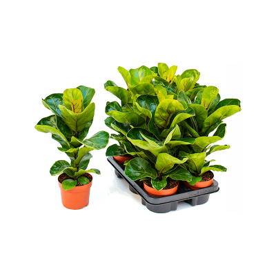 Растение горшечное Фикус/Ficus lyrata 'Bambino' 6/tray