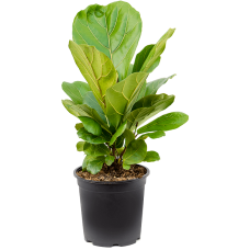 Ficus lyrata