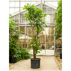 Ficus lyrata