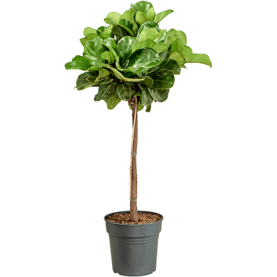 Растение горшечное Фикус/Ficus lyrata