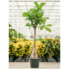 Ficus lyrata