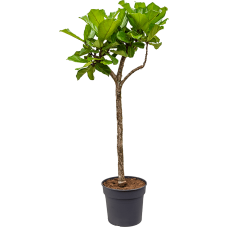 Ficus lyrata