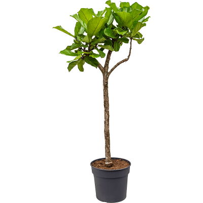 Растение горшечное Фикус/Ficus lyrata