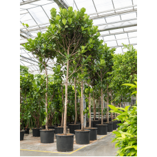 Ficus lyrata