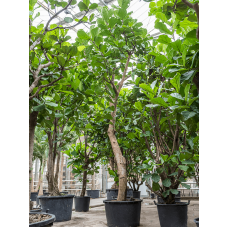 Ficus lyrata