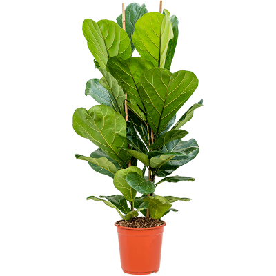 Растение горшечное Фикус/Ficus lyrata