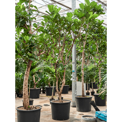 Растение горшечное Фикус/Ficus lyrata (350-450)