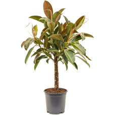 Ficus elastica 'Melany'