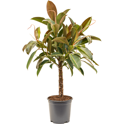 Растение горшечное Фикус/Ficus elastica 'Melany'