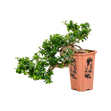 Ficus microcarpa compacta