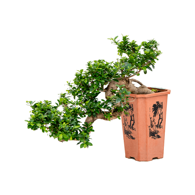 Растение горшечное Фикус/Ficus microcarpa compacta