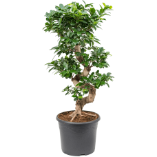Ficus microcarpa 'Compacta'
