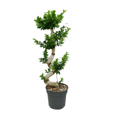 Ficus microcarpa 'Compacta'