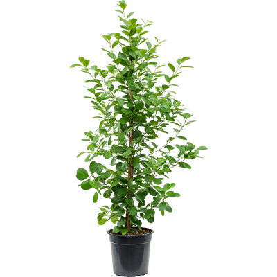 Растение горшечное Фикус/Ficus microcarpa 'Moclame'