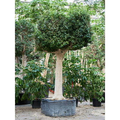 Растение горшечное Фикус/Ficus microcarpa 'Nitida'