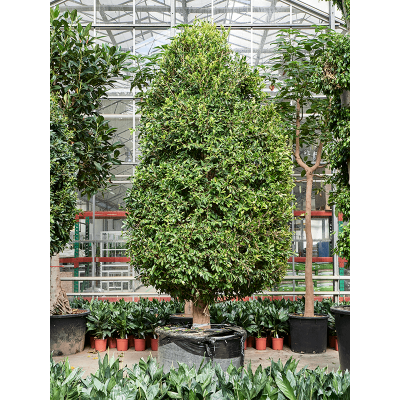 Растение горшечное Фикус/Ficus microcarpa ‘Nitida’
