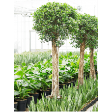Ficus microcarpa 'Nitida'
