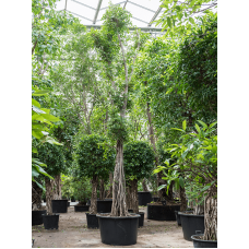 Ficus microcarpa ‘Nitida Compacta’