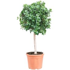 Ficus panda