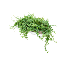 Ficus pumila (repens) 'Green Sunny' 8/tray