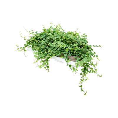 Растение горшечное Фикус/Ficus pumila (repens) 'Green Sunny' 8/tray