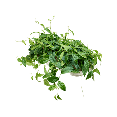 Растение горшечное Фикус/Ficus radicans 'Green' 8/tray