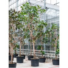 Ficus elastica 'Robusta'