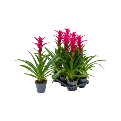 Растение горшечное Гузмания/Guzmania alerta 6/tray