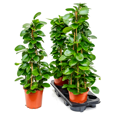 Растение горшечное Хойя/Hoya australis 3/tray