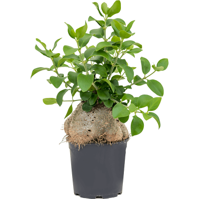 Растение горшечное Хиднофитум/Hydnophytum papuanum