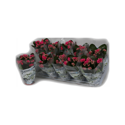 Растение горшечное Каланхое/Kalanchoe blossfeldiana 10/tray