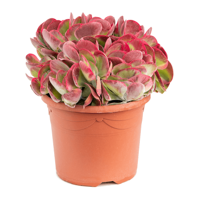 Растение горшечное Каланхое/Kalanchoe thyrsiflora 'Red Lips'