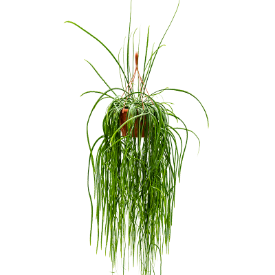 Растение горшечное Леписмиум/Lepismium bolivianum