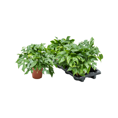 Растение горшечное Монстера/Monstera minima 3/tray