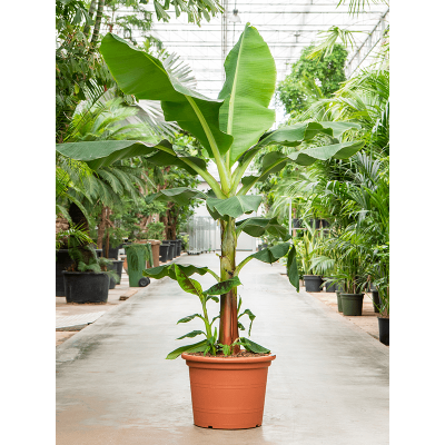 Растение горшечное Банан/Musa tropicana