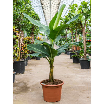 Растение горшечное Банан/Musa tropicana