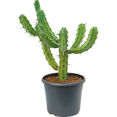 Растение горшечное Миртиллокактус/Myrtillocactus geometrizans
