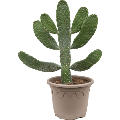 Растение горшечное Опунция/Opuntia consolea
