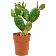 Opuntia inamoena